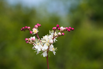 Image showing Colorful summer flower