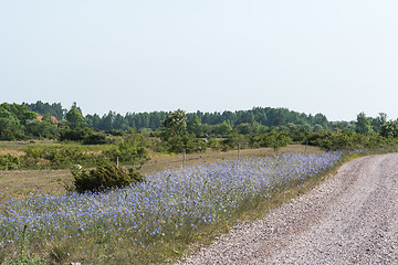 Image showing Bright blue roadside