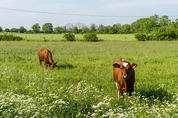 Image showing Countryside tranquil scene with two young cows