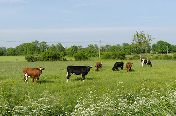 Image showing Cattle in a colorful green pastureland