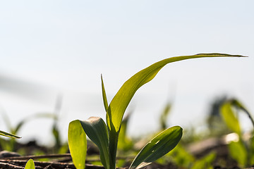 Image showing Corn seedling close up