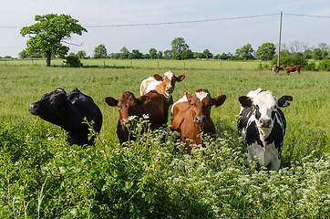 Image showing Curious cattle in lush greenery