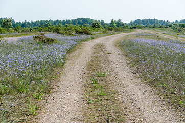 Image showing Dirt road surrounded of blue flowers
