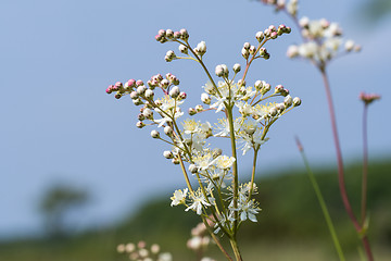 Image showing Bright summer flower close up