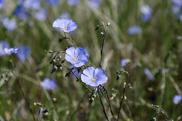 Image showing Flax flower close up