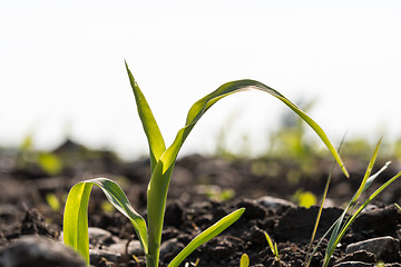 Image showing Corn seedling close up in a field