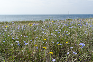 Image showing Wild growing blue flax flowers by the coast