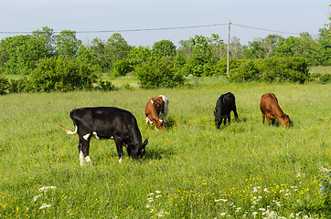 Image showing Grazing cattle in a colorful  pastureland