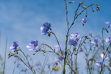 Image showing Blue flax flowers close up by blue sky