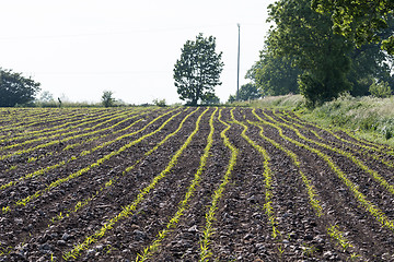 Image showing Corn seedlings rows in a field