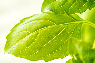 Image showing Fresh Basil Herb Leaves Closeup