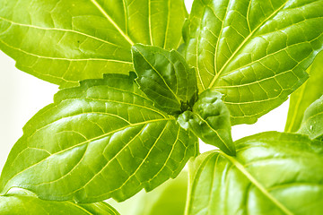 Image showing Fresh Basil Herb Leaves Closeup