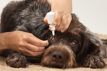 Image showing dripping drops to eyes of dog