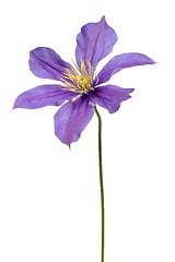 Image showing Clematis flower on white