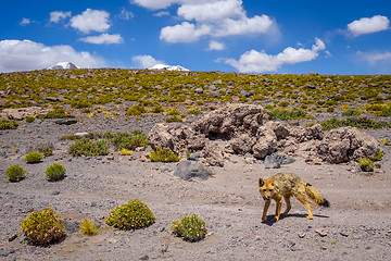 Image showing Red fox in Altiplano desert, sud Lipez reserva, Bolivia