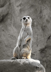 Image showing Suricate on a rock