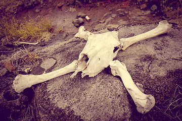 Image showing Horse skull and bones