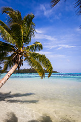 Image showing Paradise tropical beach and lagoon in Moorea Island