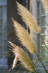 Image showing Pampas grass