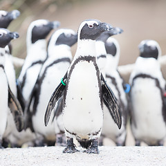Image showing Group of African penguin (spheniscus demersus)