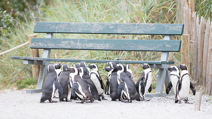Image showing Group of African penguin (spheniscus demersus)