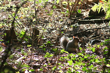 Image showing Grey squirel in the woods