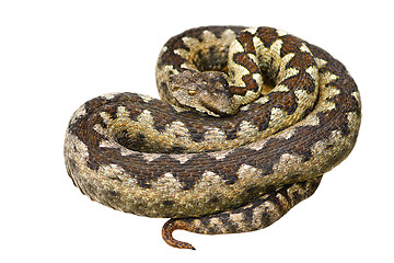 Image showing isolated european venomous snake