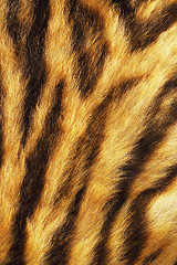 Image showing tiger stripes on real pelt