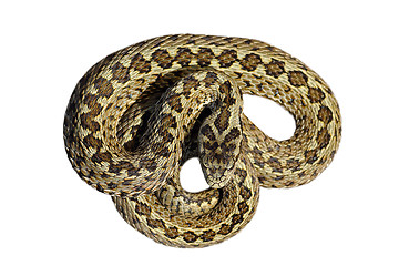 Image showing isolated beautiful meadow viper