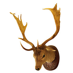 Image showing fallow deer buck isolated trophy