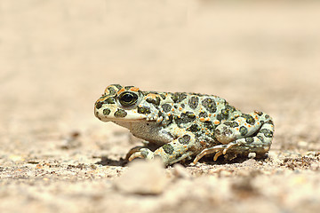 Image showing full length image of european green toad