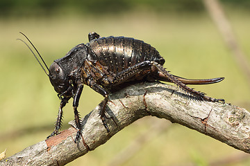 Image showing big bellied cricket on twig