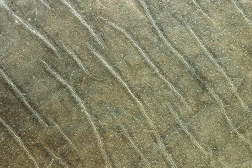 Image showing detailed elephant leather