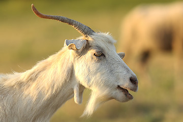 Image showing white male goat portrait