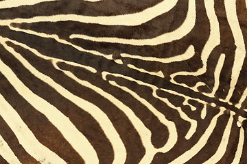 Image showing abstract texture of zebra fur