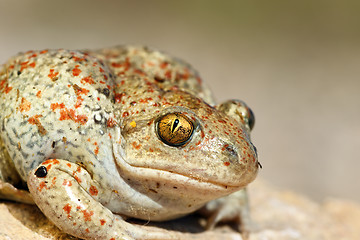 Image showing portrait of common spadefoot