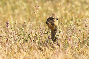 Image showing european ground squirrel in natural habitat