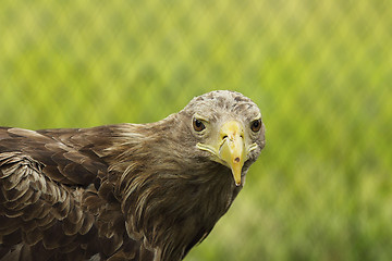 Image showing white tailed eagle portrait