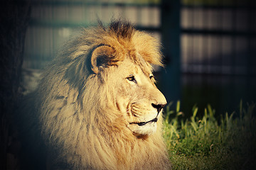 Image showing portrait of big lion
