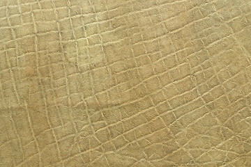 Image showing detail of elephant pelt