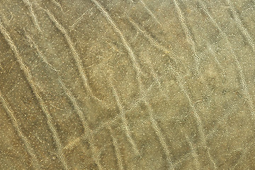 Image showing textured african elephant skin