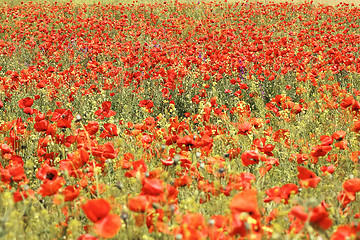 Image showing wild red poppies field