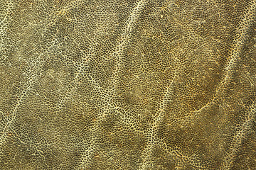 Image showing detail of african elephant skin