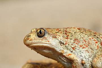 Image showing macro image of common spadefoot toad