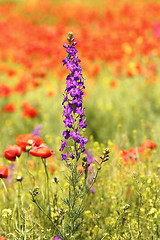 Image showing purple wild flower in poppy field