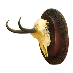 Image showing chamois hunting trophy over white