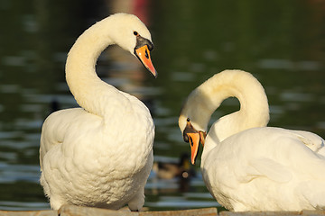 Image showing mute swans couple