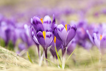 Image showing closeup of wild saffron flowers