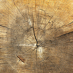 Image showing textured detail of annual rings on wood