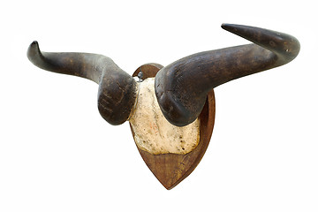 Image showing wildebeest hunting trophy